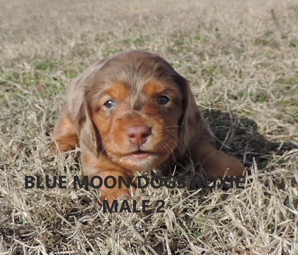 Miniature Dachshund Puppies breeder image 15