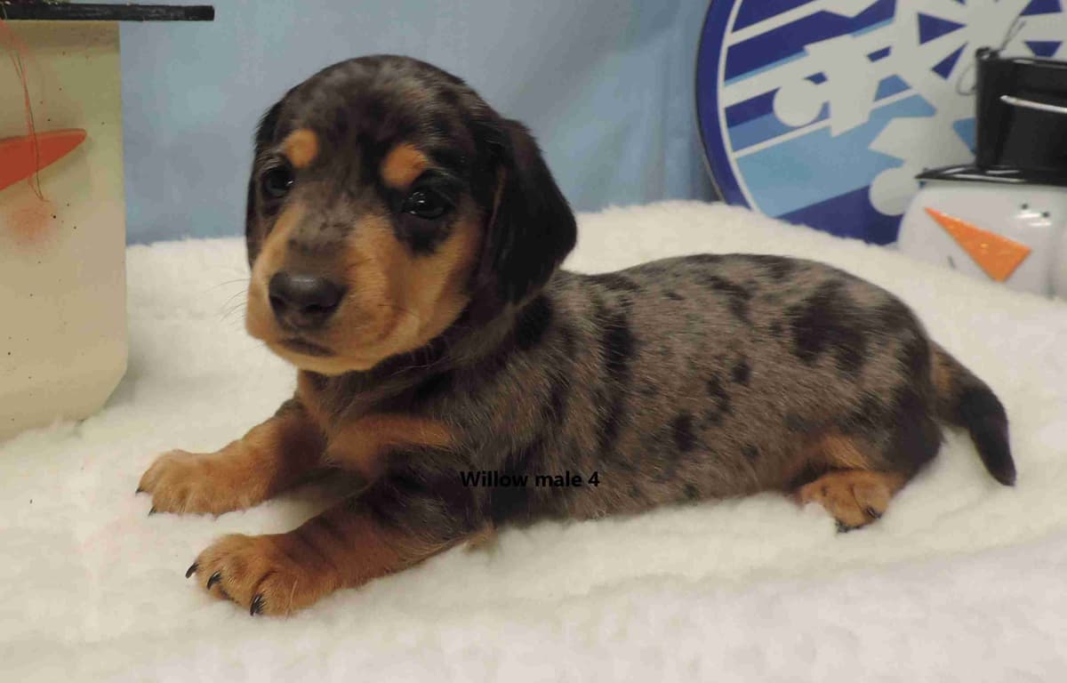 Miniature Dachshund Puppies breeder image 16