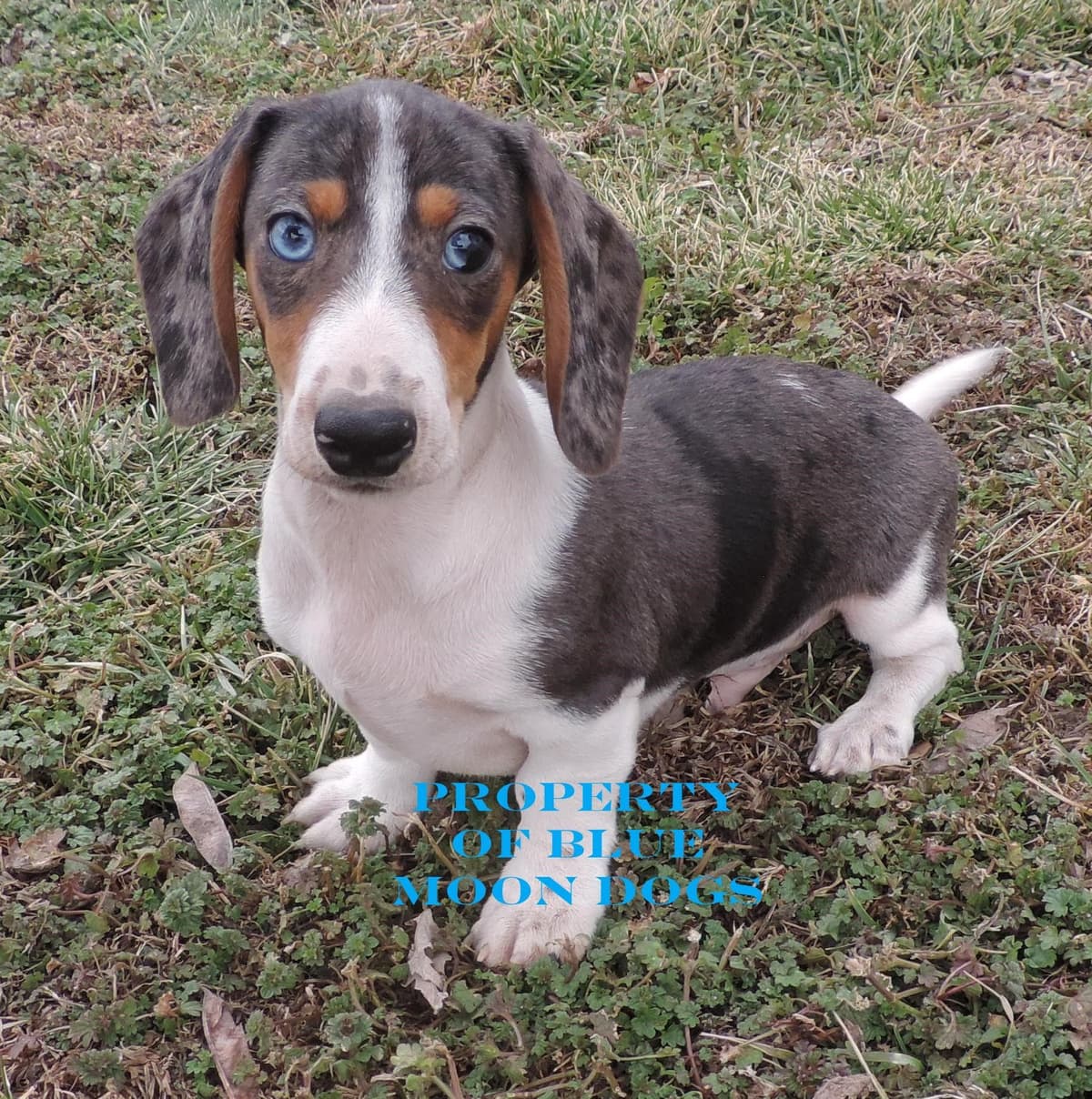 Miniature Dachshund Puppies breeder image 17