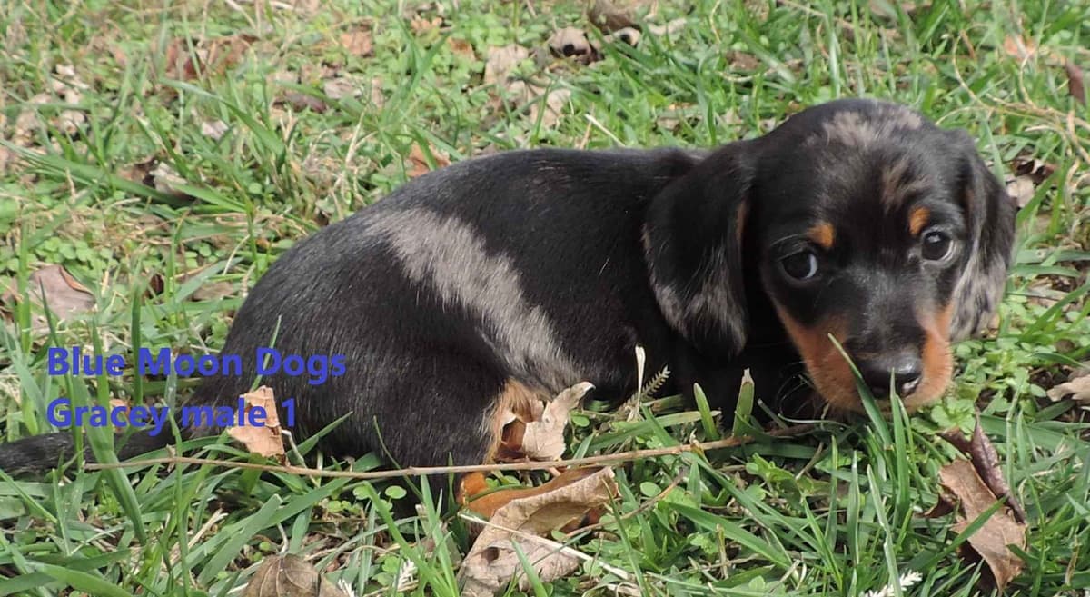 Miniature Dachshund Puppies breeder image 18