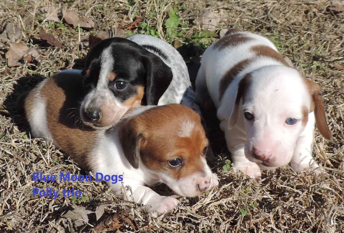 Miniature Dachshund Puppies breeder image 19