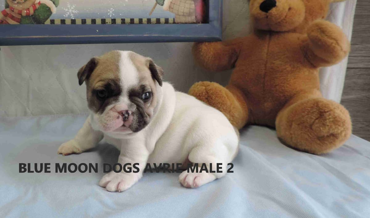 Miniature Dachshund Puppies breeder image 22