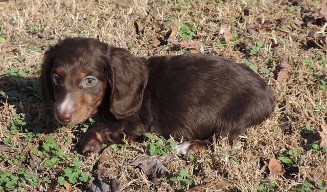 Dachshund Puppies media 3