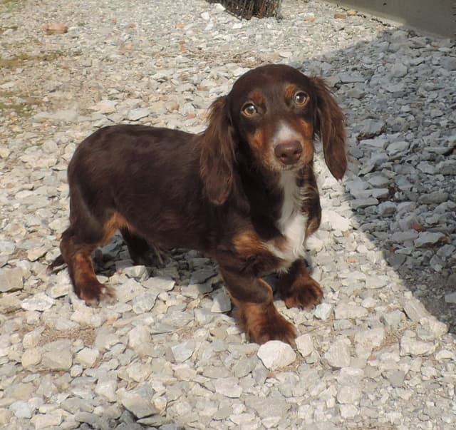 Dachshund Puppies media 2