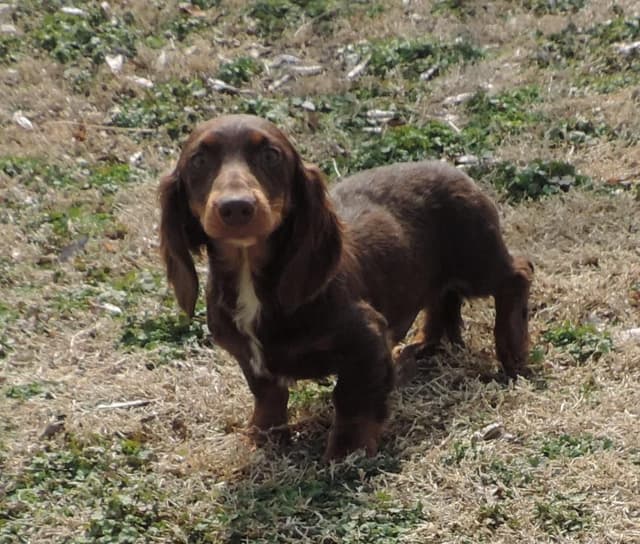 Dachshund Puppies media 5