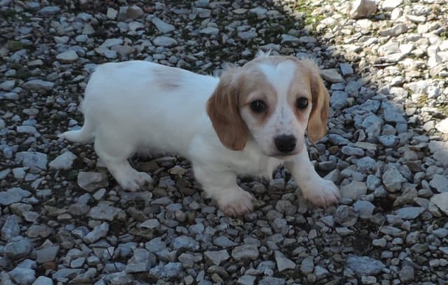 Dachshund Puppies media 2