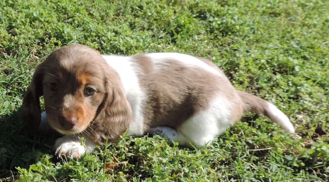 Dachshund Puppies media 2