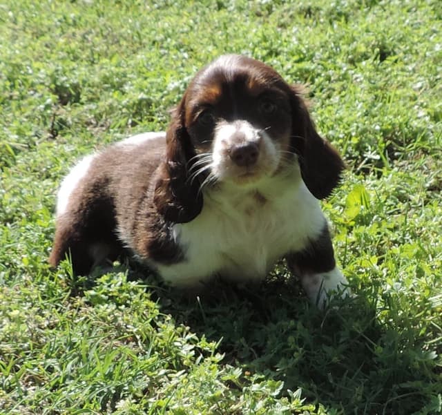 Dachshund Puppies media 4