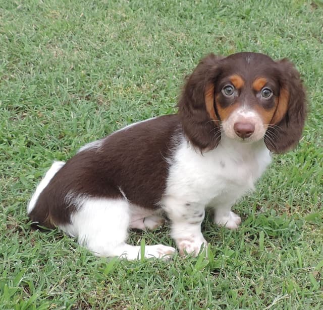 Miniature Dachshund Puppies media 6