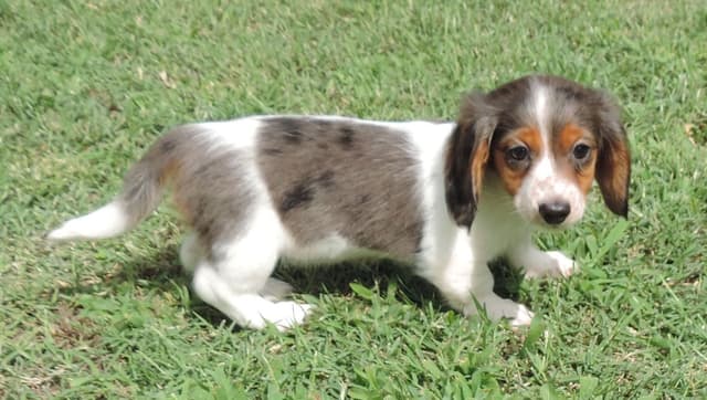 Miniature Dachshund Puppies media 10