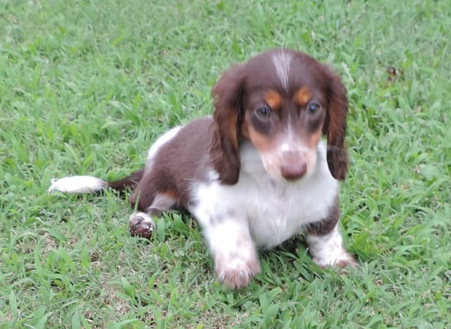 Dachshund Puppies media 3