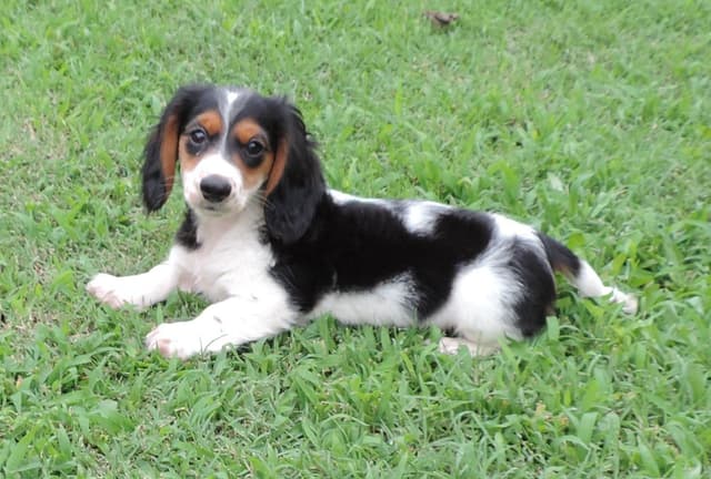 Miniature Dachshund Puppies media 3