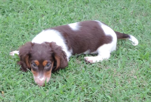 Miniature Dachshund Puppies media 5
