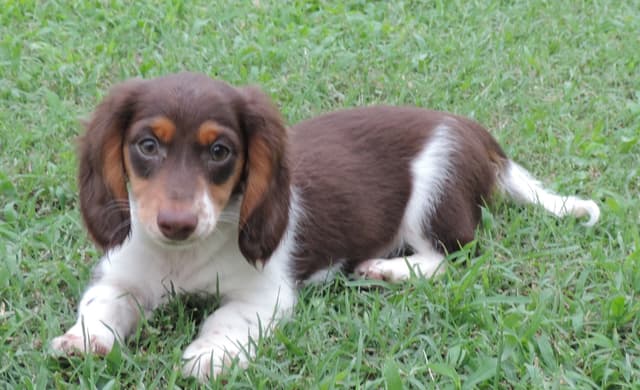 Miniature Dachshund Puppies media 7