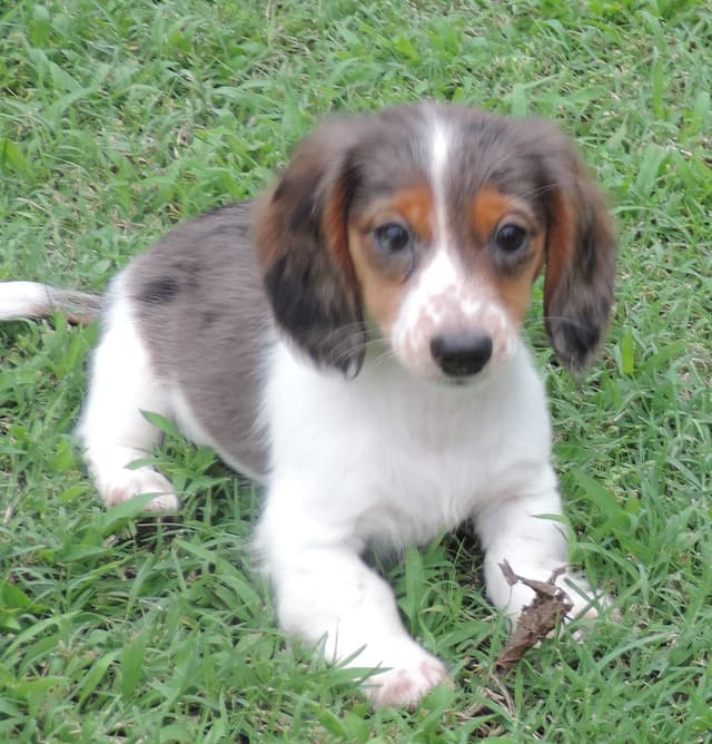 Miniature Dachshund Puppies media 9