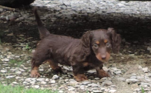 Dachshund Puppies media 2