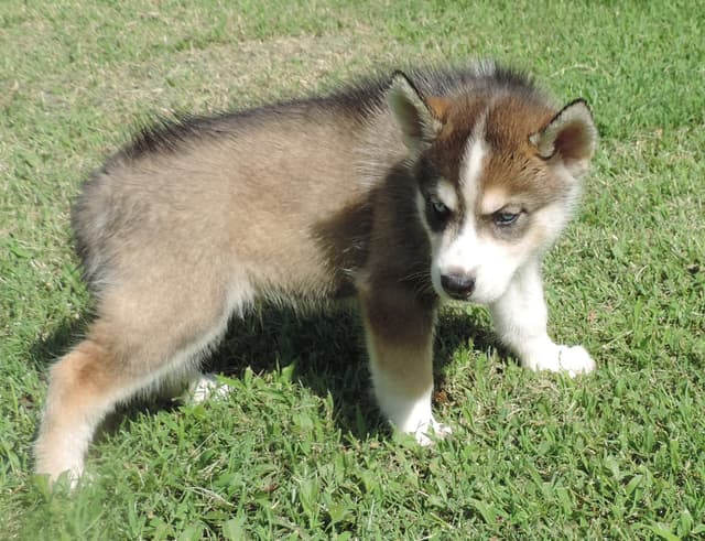 Siberian Husky Puppies media 2