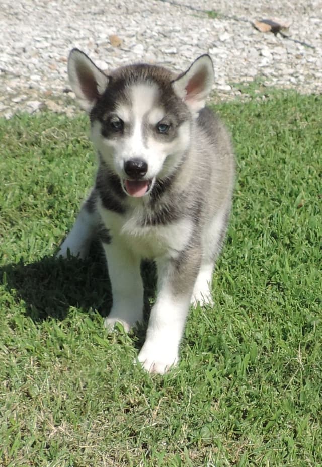 Siberian Husky Puppies media 3