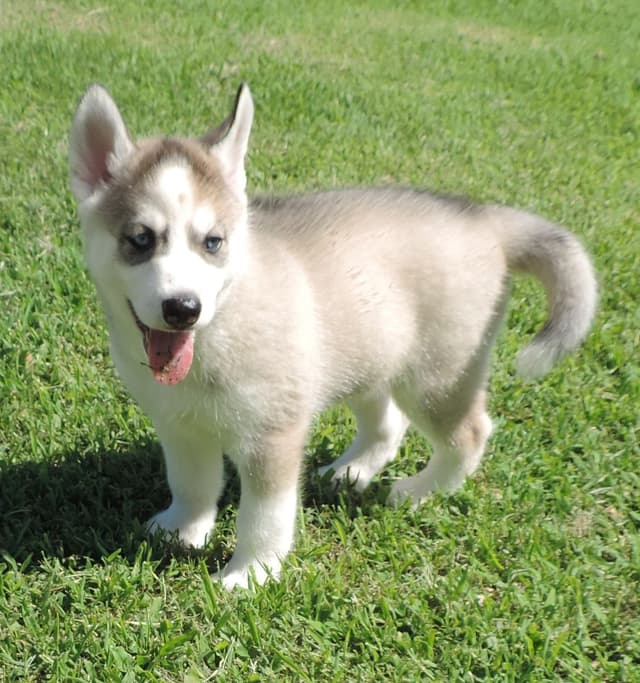 Siberian Husky Puppies media 4