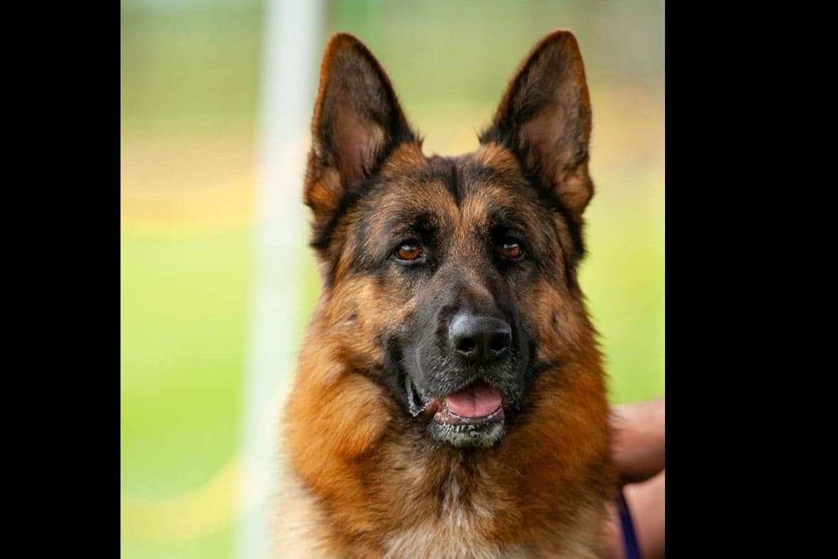 German Shepherd Dog Puppies breeder image 1