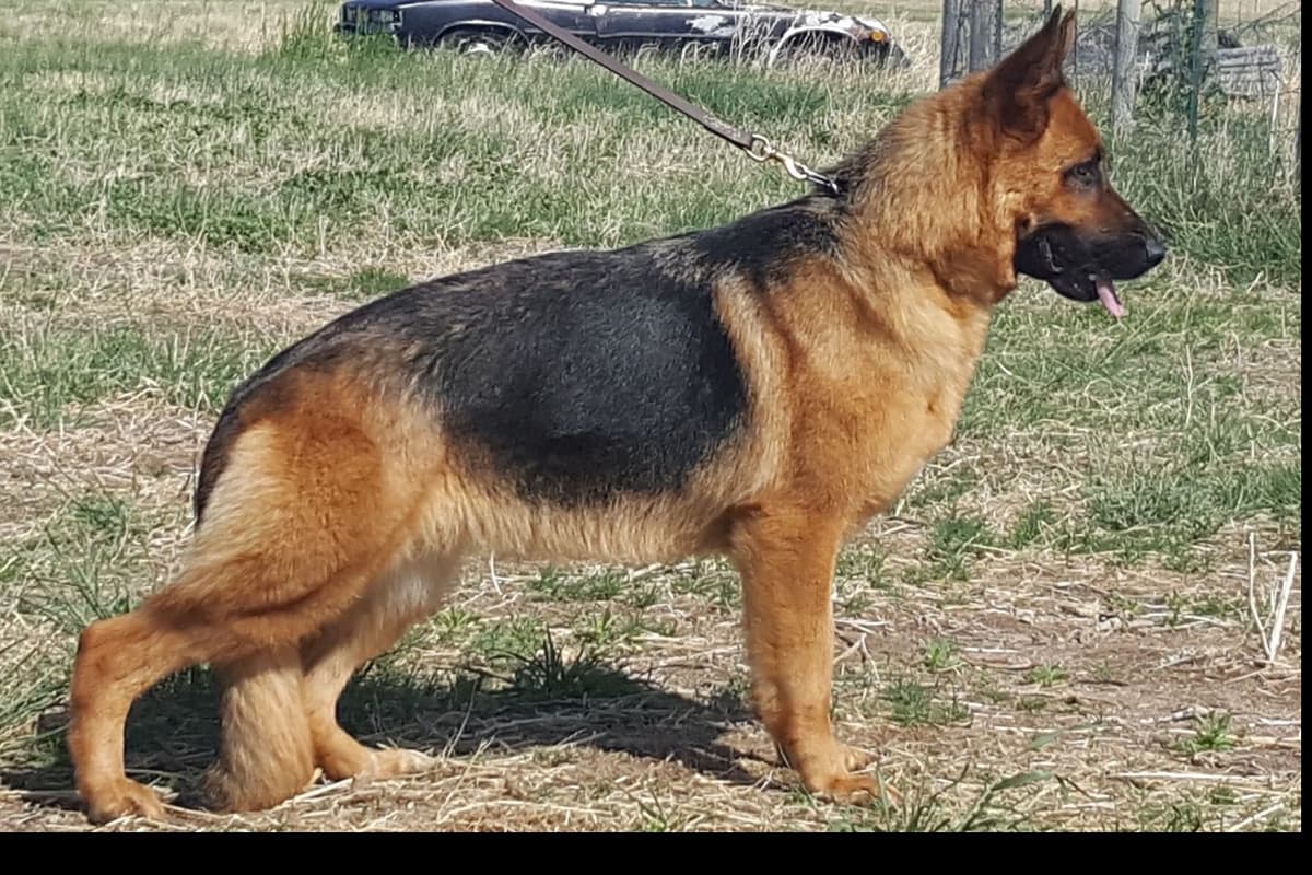 German Shepherd Dog Puppies breeder image 5