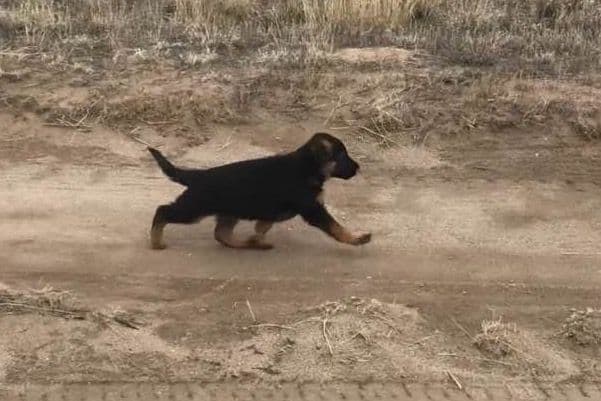 German Shepherd Dog Puppies breeder image 7