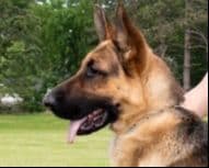 German Shepherd Dog Puppies breeder image 6