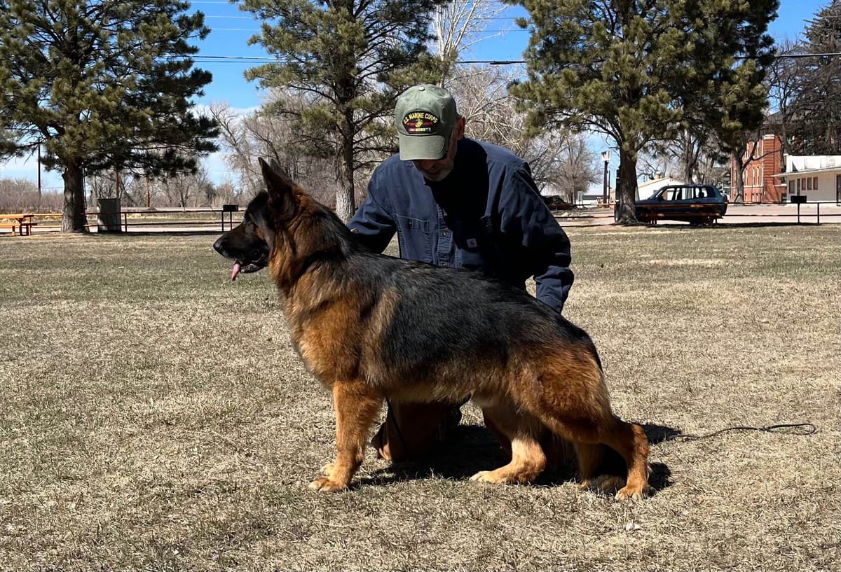 German Shepherd Dog Puppies breeder image 8