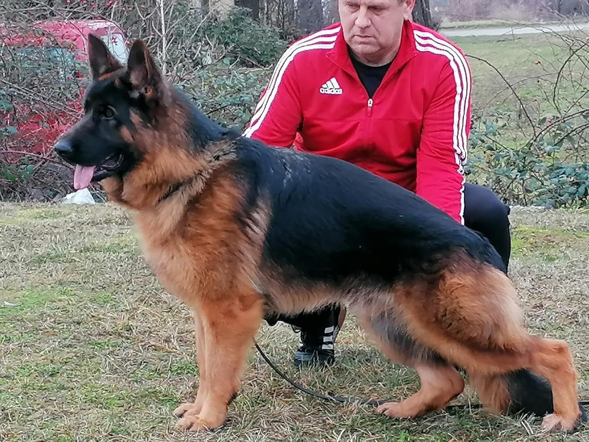 German Shepherd Dog Puppies breeder image 9