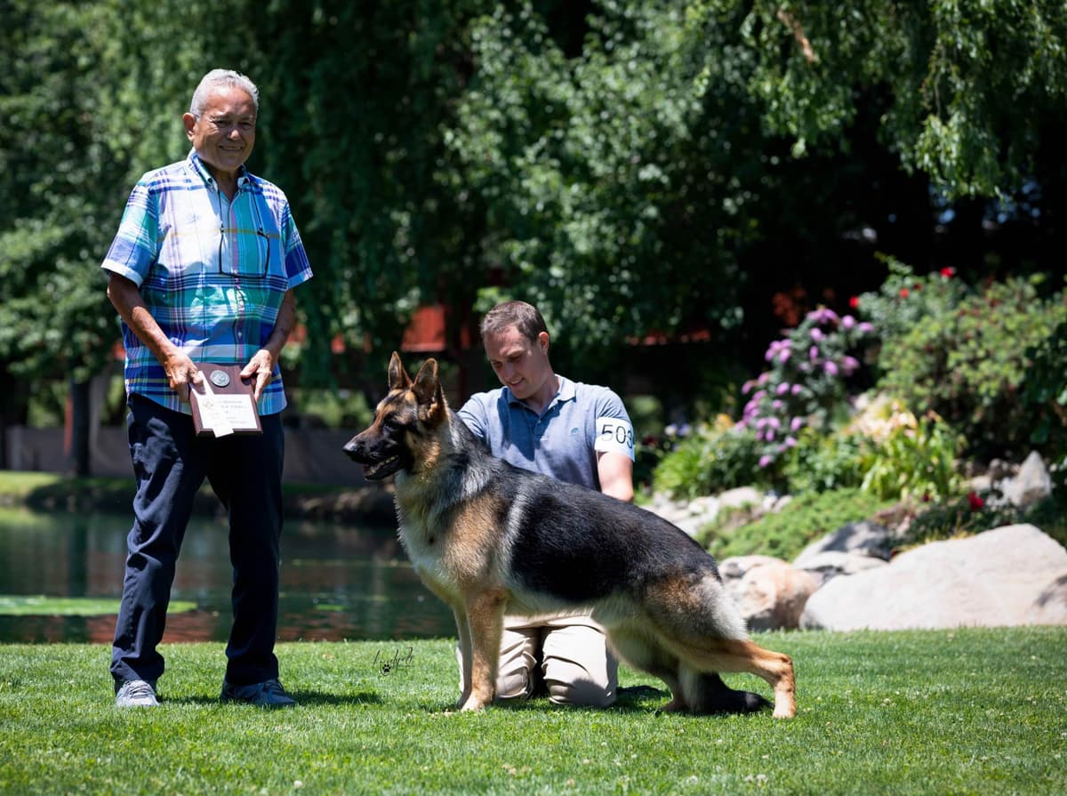 German Shepherd Dog Puppies breeder image 11