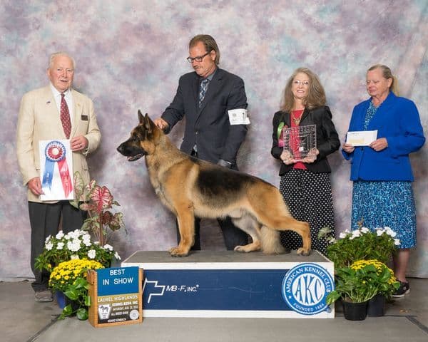 German Shepherd Dog Puppies breeder image 13