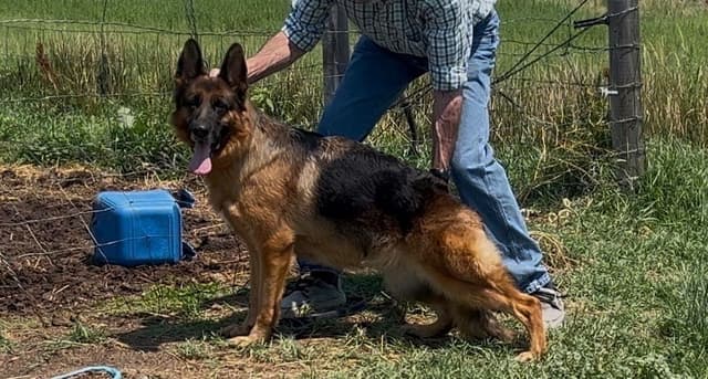 German Shepherd Dog Puppies media 2