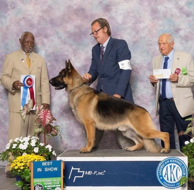 German Shepherd Dog Puppies media 4