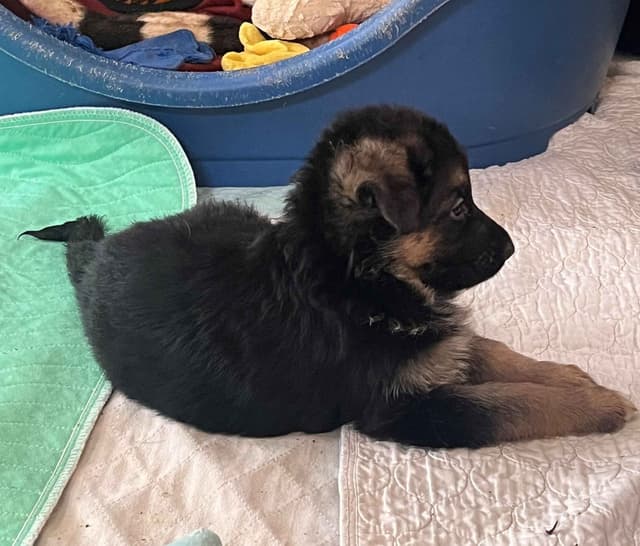 German Shepherd Dog Puppies media 5