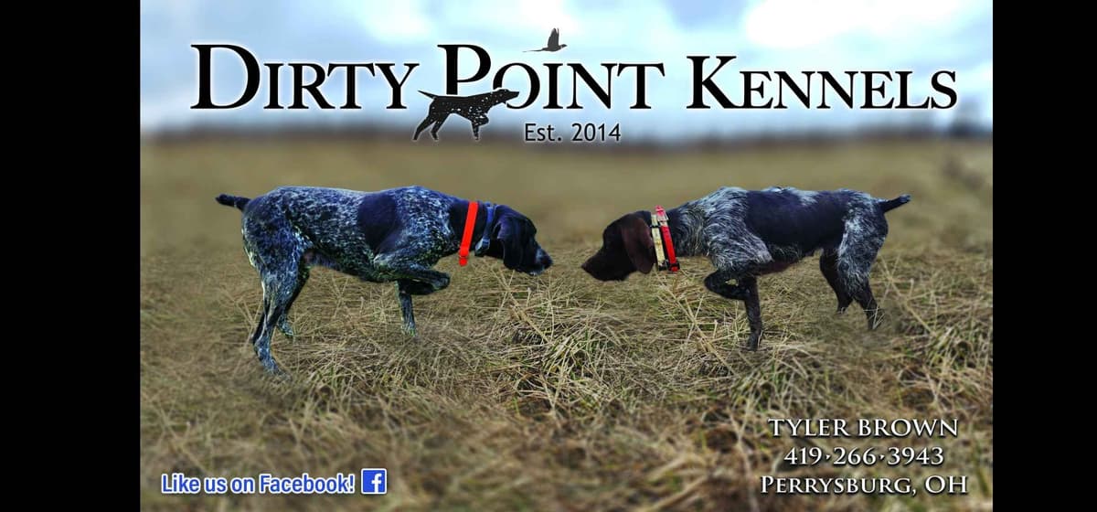German Wirehaired Pointer Puppies breeder image 1