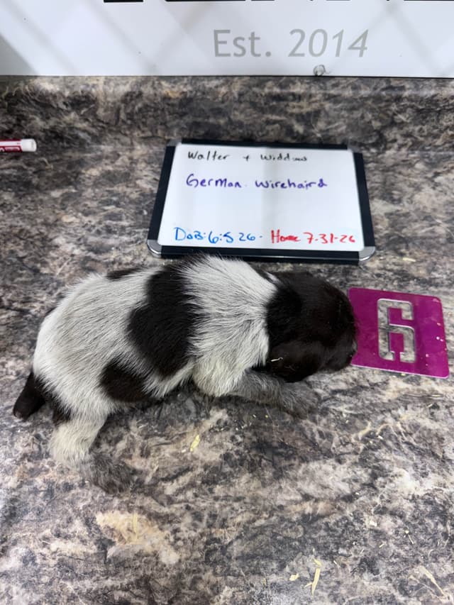 German Wirehaired Pointer Puppies media 2