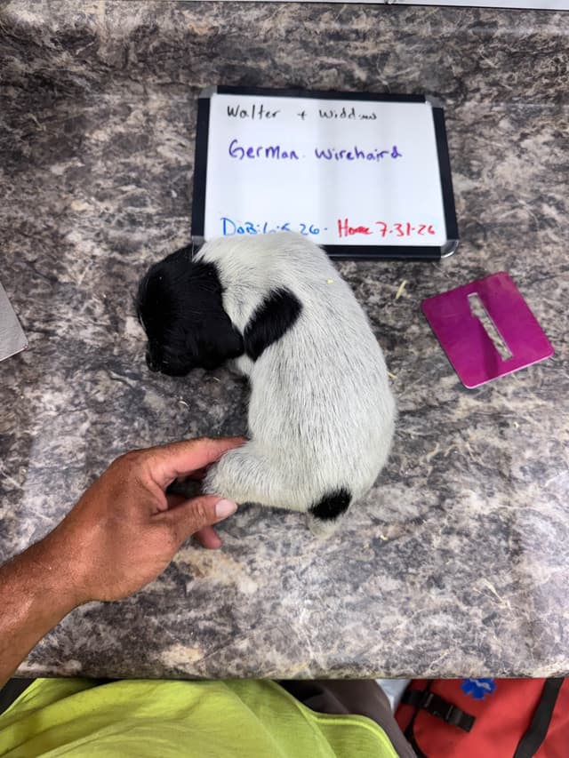 German Wirehaired Pointer Puppies media 5