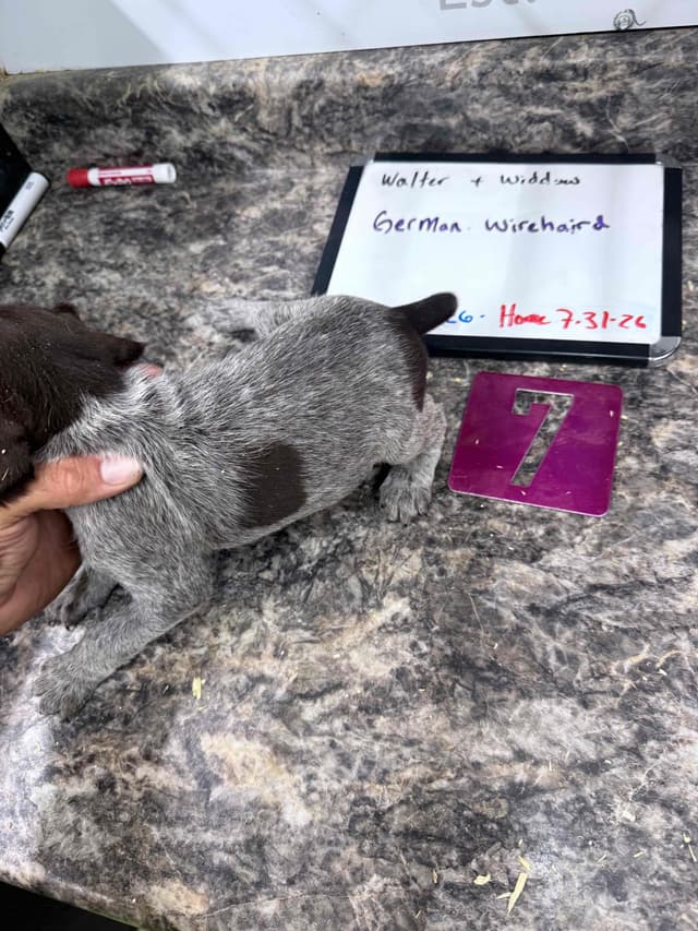 German Wirehaired Pointer Puppies media 4