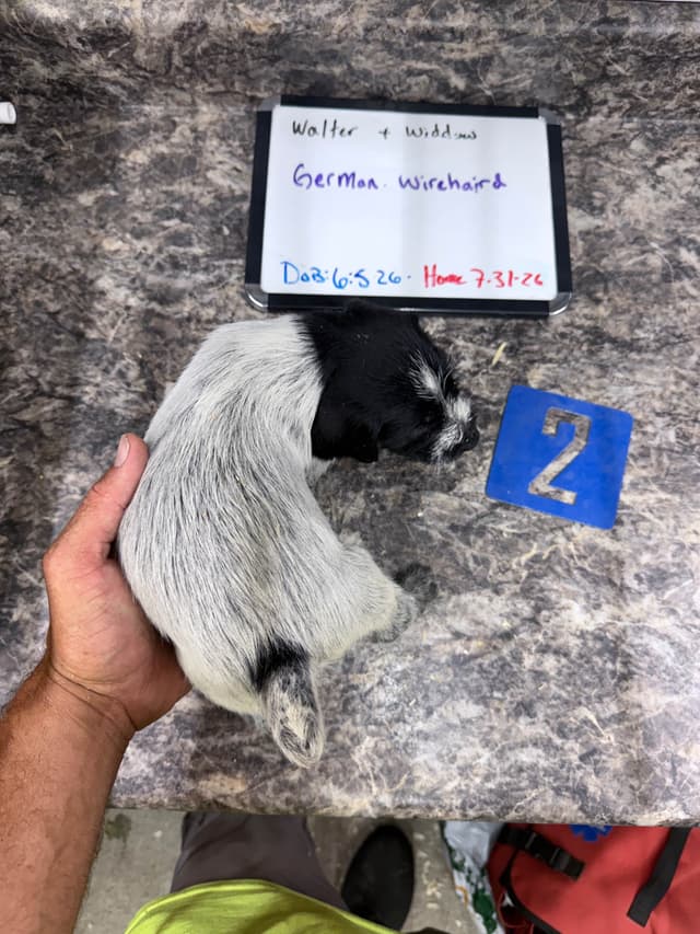 German Wirehaired Pointer Puppies media 3
