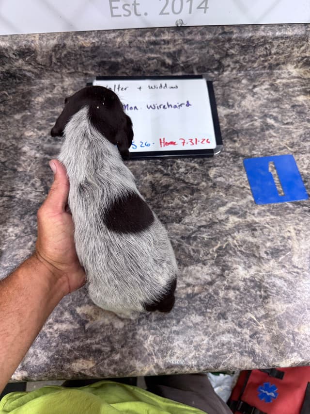 German Wirehaired Pointer Puppies media 7