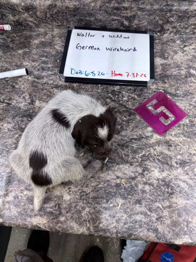 German Wirehaired Pointer Puppies media 8