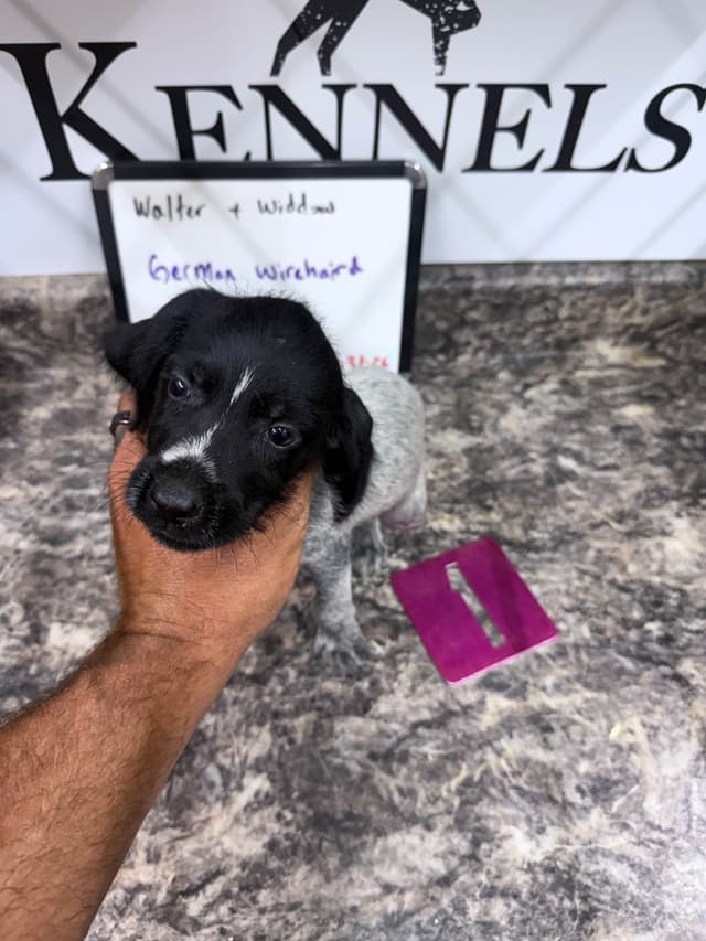 German Wirehaired Pointer Puppies media 9