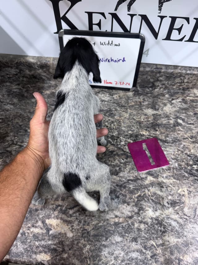German Wirehaired Pointer Puppies media 14