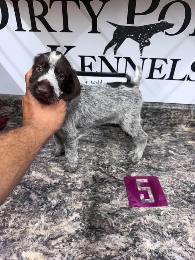 German Wirehaired Pointer Puppies media 10