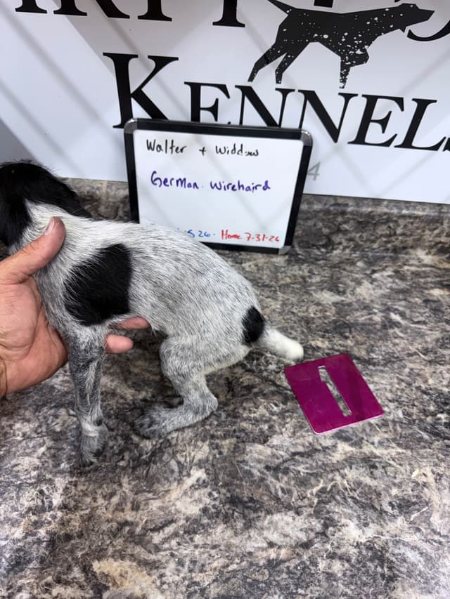 German Wirehaired Pointer Puppies media 11