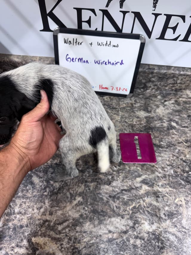 German Wirehaired Pointer Puppies media 13