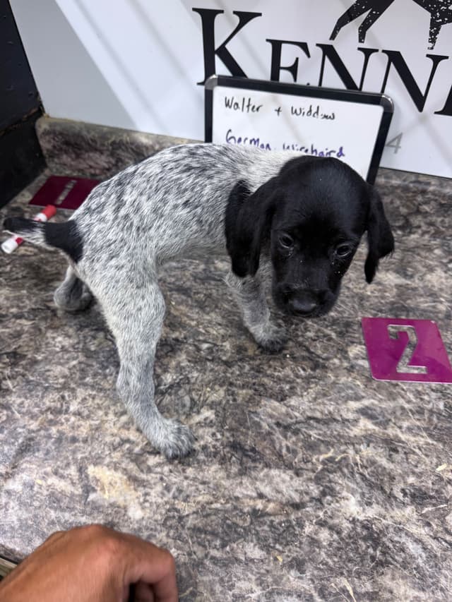 German Wirehaired Pointer Puppies media 12