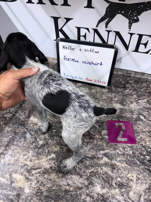 German Wirehaired Pointer Puppies media 15