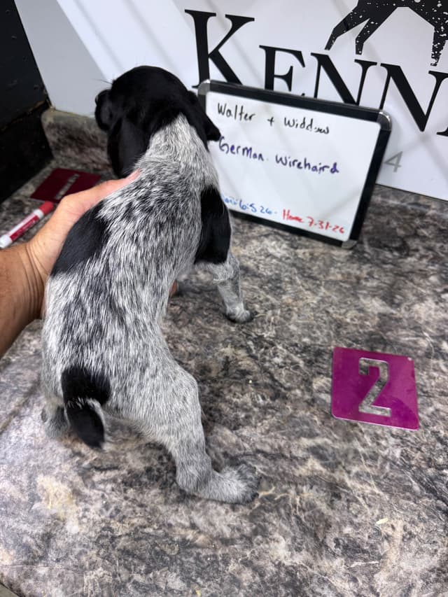 German Wirehaired Pointer Puppies media 17