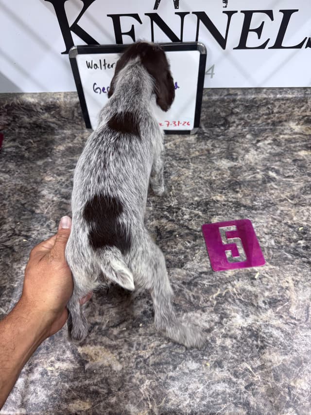 German Wirehaired Pointer Puppies media 16